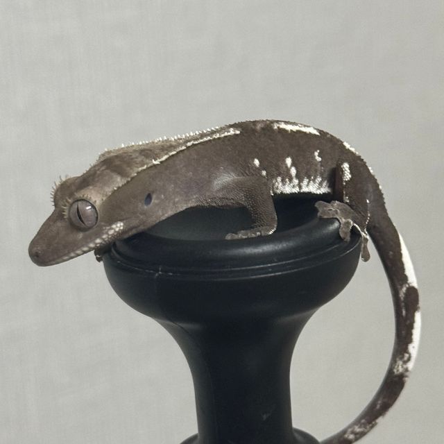 아잔틱