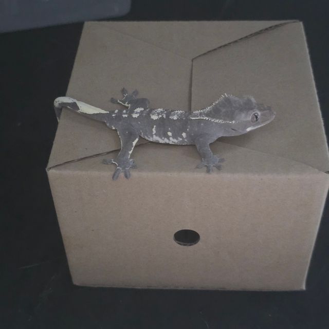아잔틱