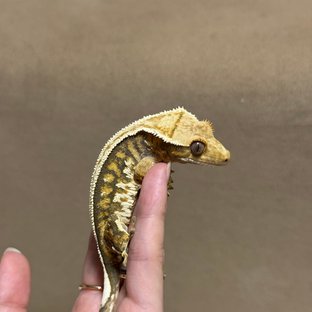 트라이 익스트림할리퀸 핀스트라이프 쿼드 텐저린