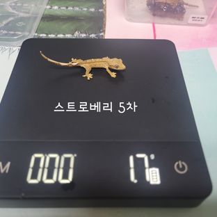스트로베리
