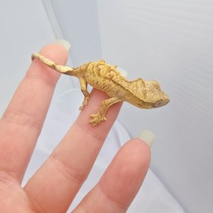 옐로우 브린들
