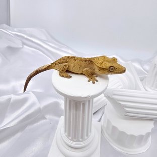 옐로우 스트로베리 패턴리스