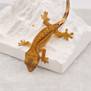 옐로우 팬텀