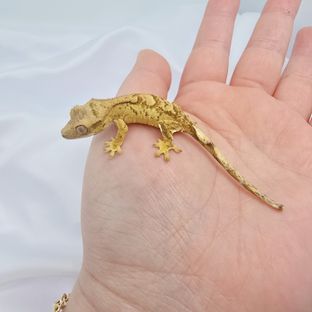 옐로우 브린들