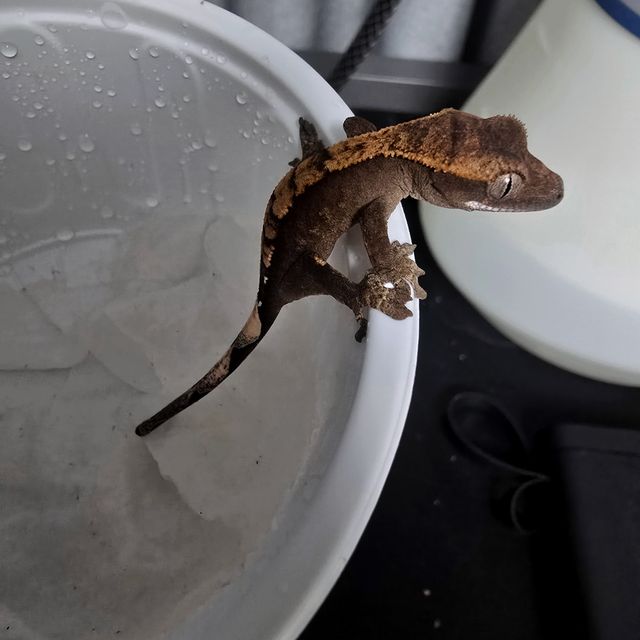 플레임 다크