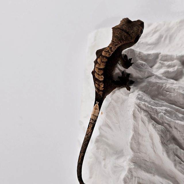 플레임 다크