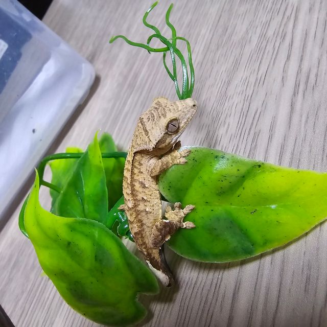 스트로베리
