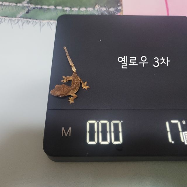 옐로우
