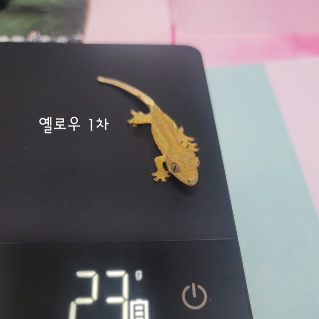 옐로우