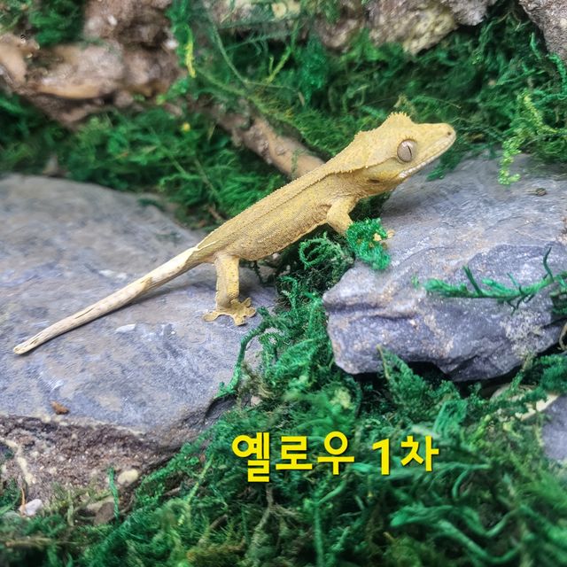 옐로우
