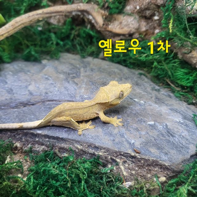 옐로우