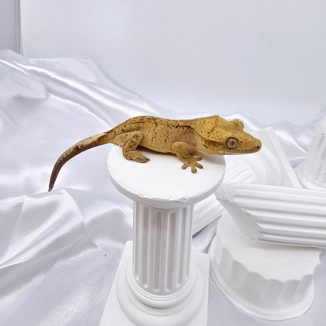 옐로우 스트로베리 패턴리스