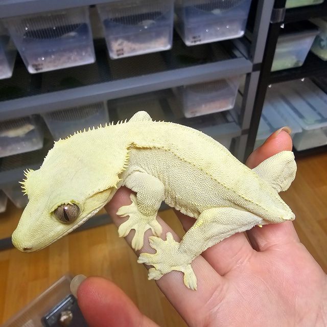 벅스킨 옐로우