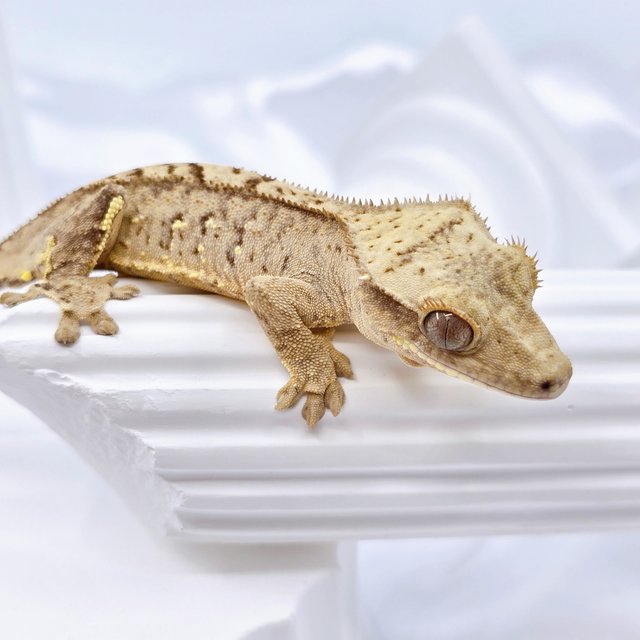 스트로베리 타이거