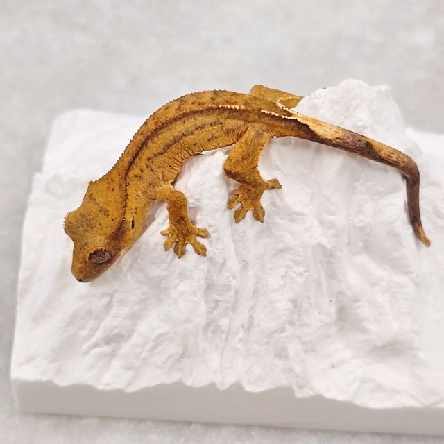 옐로우 팬텀