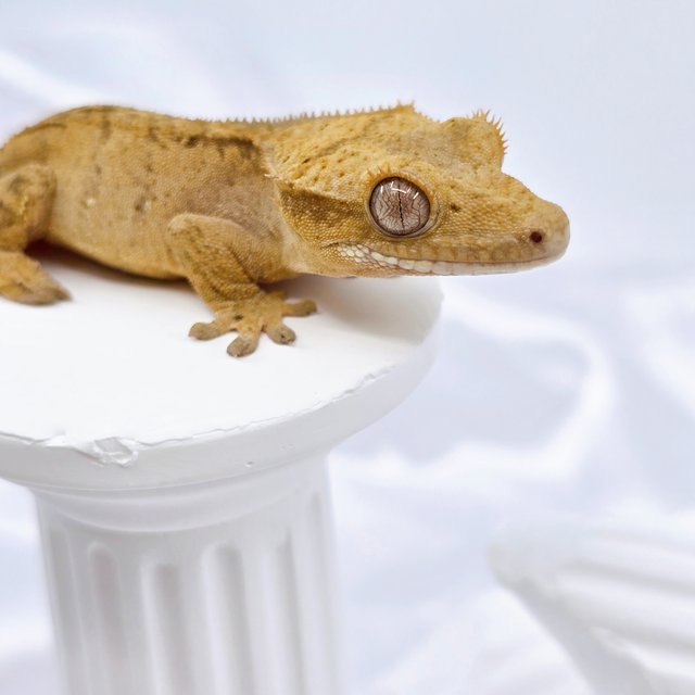 옐로우 스트로베리 패턴리스