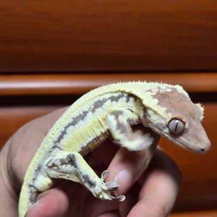 프라푸치노 드리피