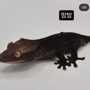 아잔틱