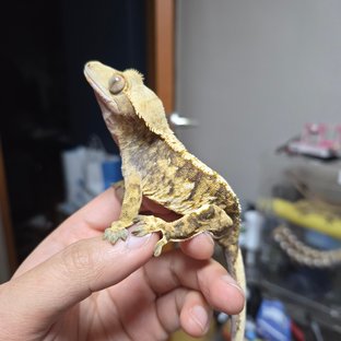 트라이 익스트림할리퀸 노멀