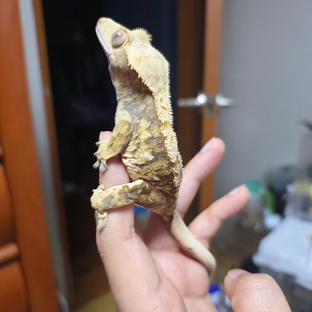 트라이 익스트림할리퀸 텐저린