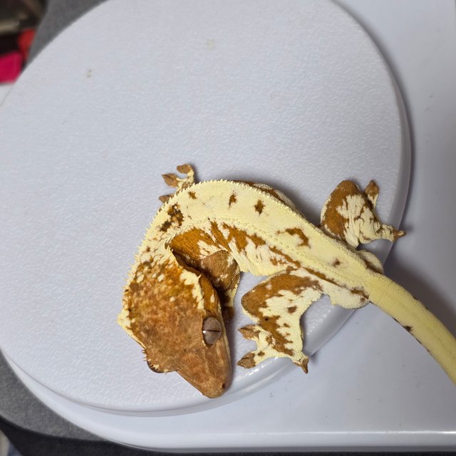 레드 프라푸치노