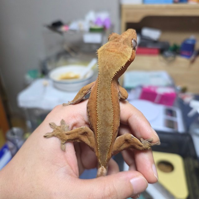 레드 팬텀 카푸치노