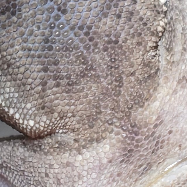 아잔틱 화이트스팟