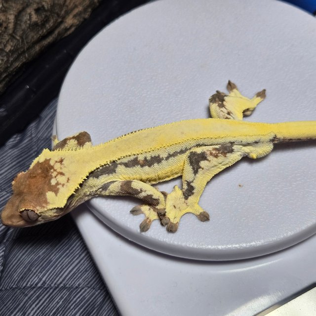 프라푸치노 드리피