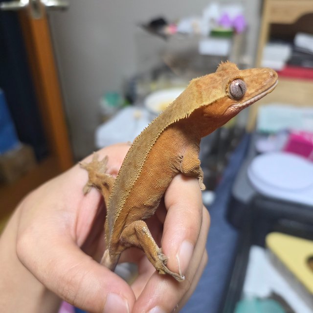 레드 팬텀 카푸치노