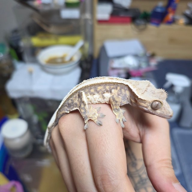 풀핀 쿼드 화이트