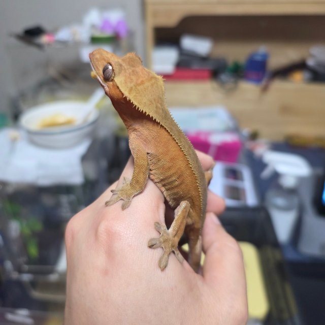 레드 팬텀 카푸치노