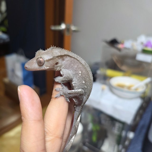 아잔틱 화이트스팟