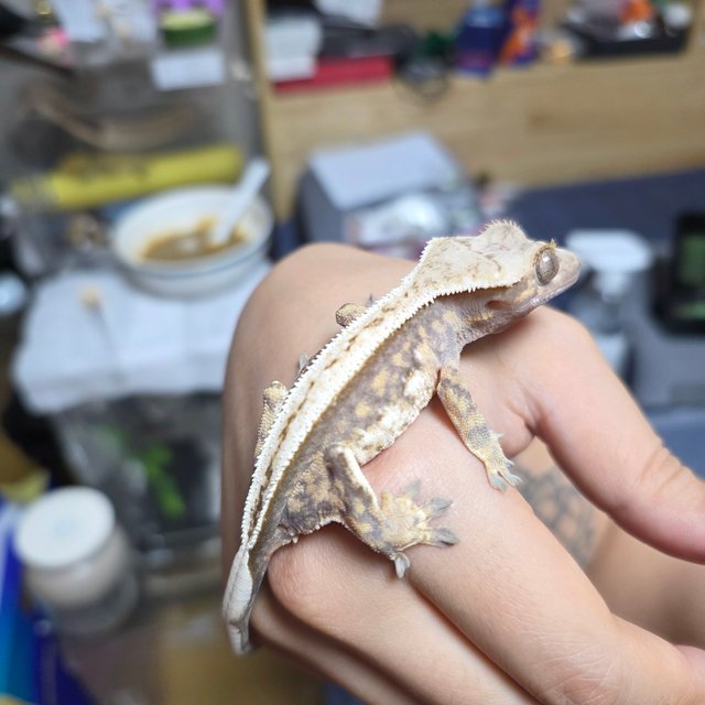 풀핀 쿼드 화이트