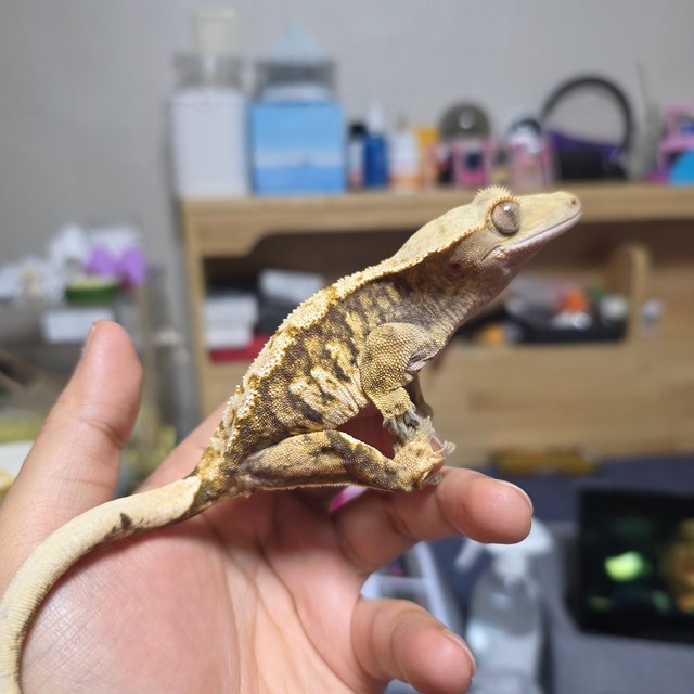 트라이 익스트림할리퀸 텐저린