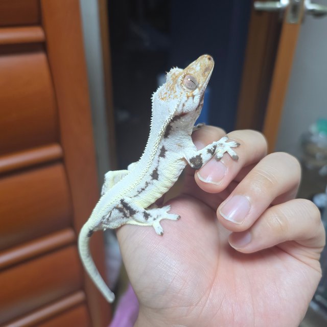 릴리화이트 풀핀 드리피