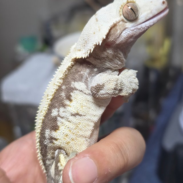 익스트림할리퀸 트라이 풀핀