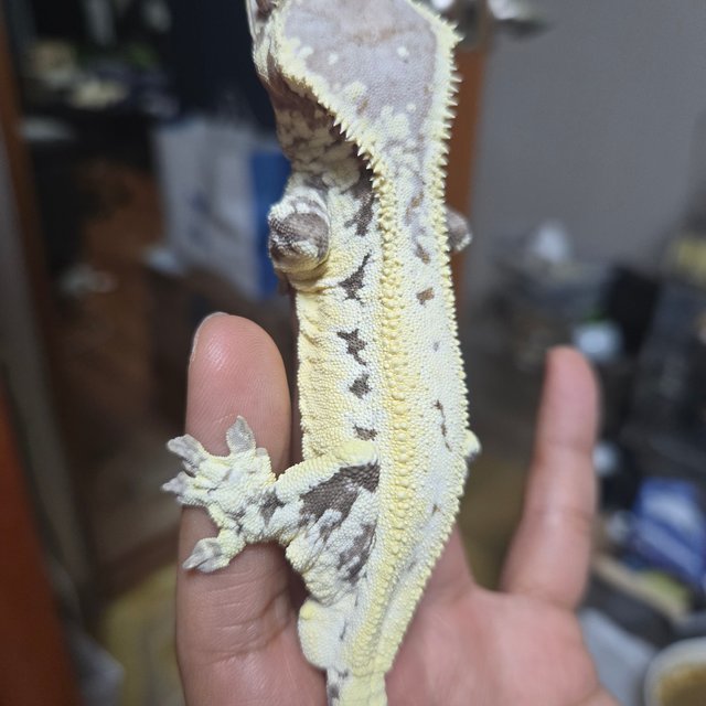 프라푸치노 드리피 풀핀