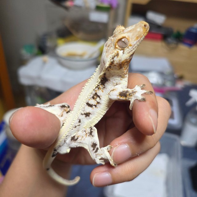 릴리화이트 풀핀