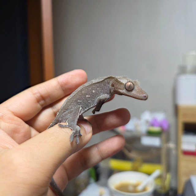 아잔틱 화이트스팟