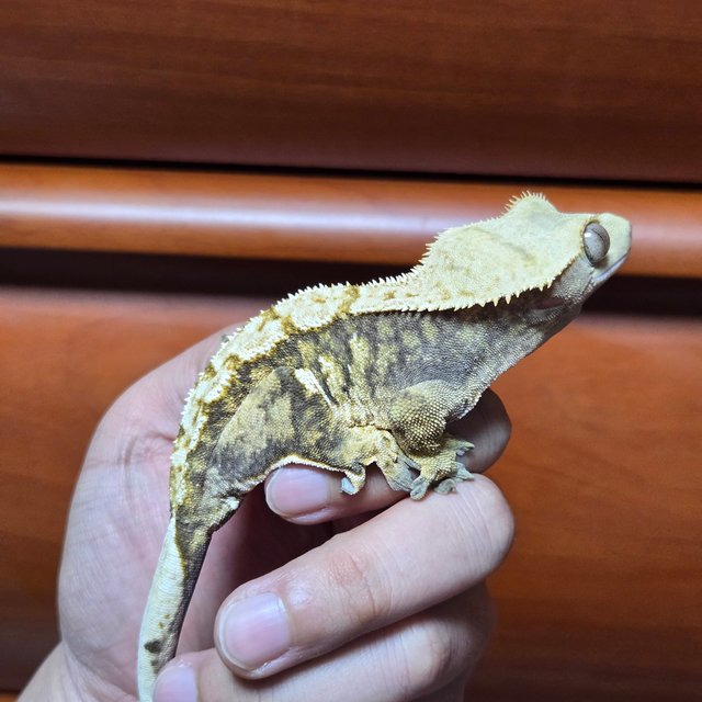 트라이 익스트림할리퀸 노멀