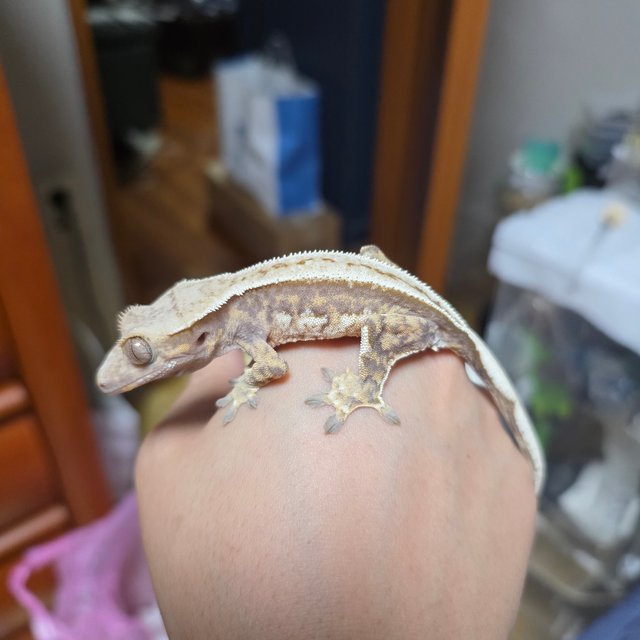 풀핀 쿼드 화이트