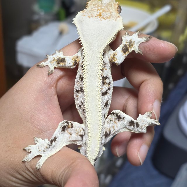 릴리화이트 풀핀