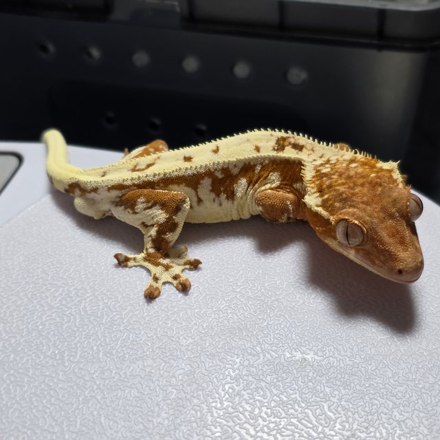 레드 프라푸치노