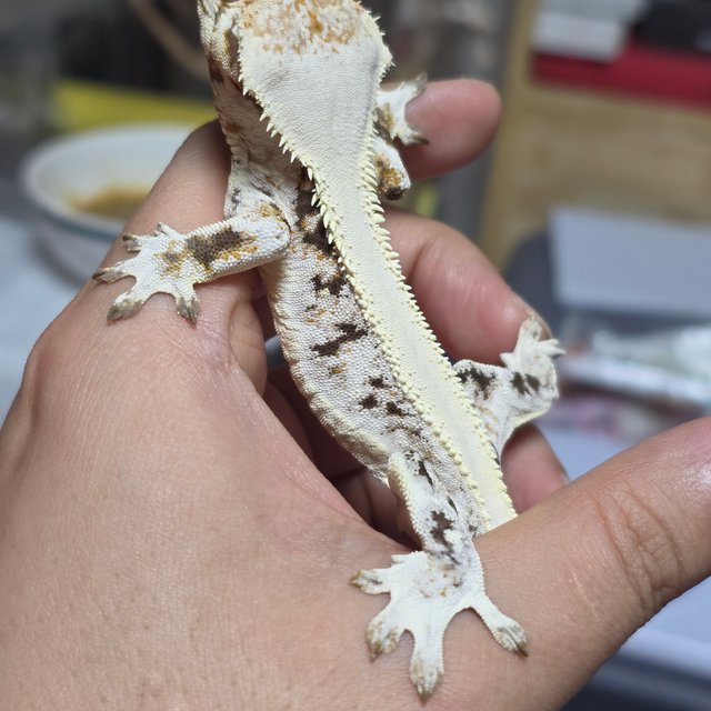 릴리화이트 풀핀