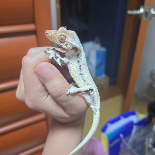 릴리화이트 풀핀 드리피