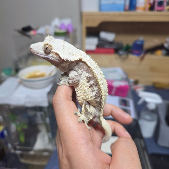 익스트림할리퀸 트라이 풀핀