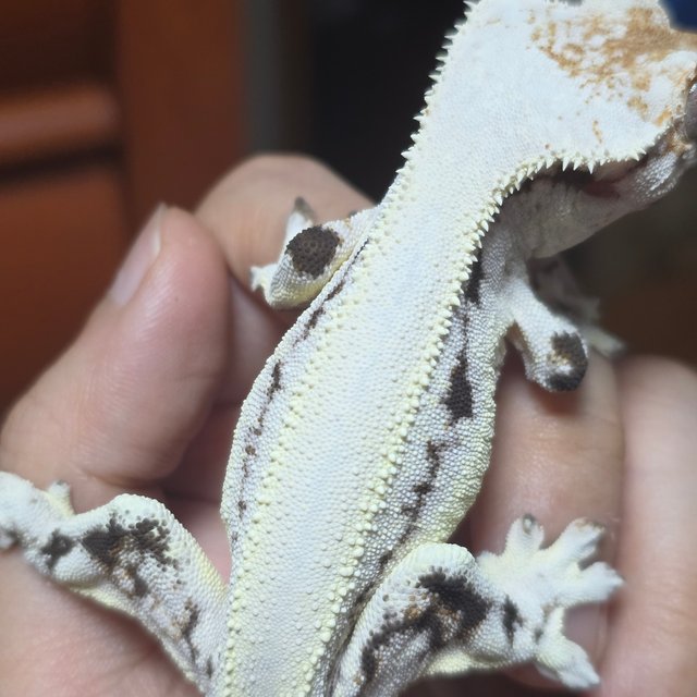 릴리화이트 풀핀 드리피