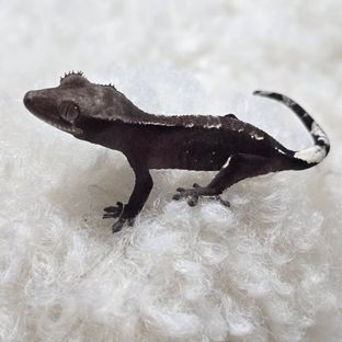 아잔틱