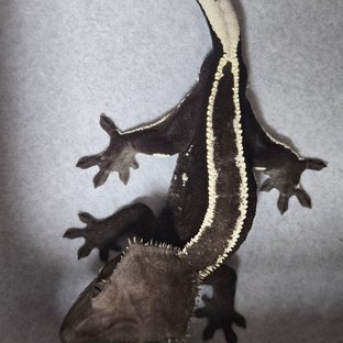 아잔틱