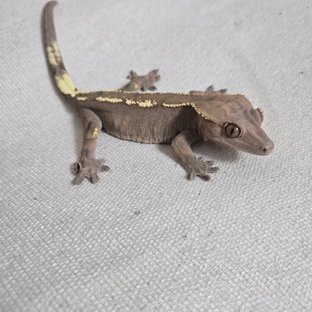 100%헷아잔틱 세이블